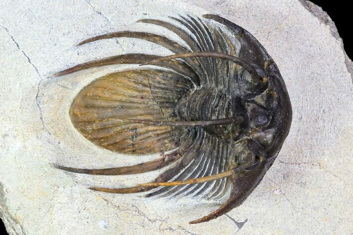 Nice, Spiny Kolihapeltis Trilobite - Rare Species #108183